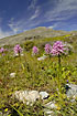 Mountain area with a lot of orchids