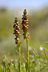 Photo ofMan Orchid (Aceras anthropophorum). Photographer: 