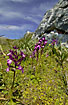 Montain landscape with many orchids