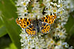 Map Butterfly - the orange spring version - sucking nectar