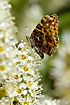 Map Butterfly - the orange spring version - sucking nectar
