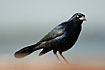 Photo ofGreater Antillean Grackle (Quiscalus niger). Photographer: 