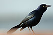 Photo ofGreater Antillean Grackle (Quiscalus niger). Photographer: 