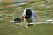 Coot feeding young