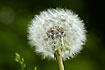 Dandelion ready to spread its winged seeds
