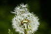 Dandelion ready to spread its winged seeds