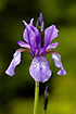 Photo ofSiberian Iris (Iris Sibirica). Photographer: 