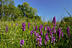 A large group of Marsh-orchids