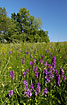 A nice group of Western Marsh-orchids