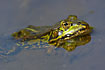 Edible Frog in shallow water