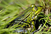Edible Frog hidden in the vegetation