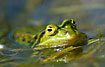 Edible Frog up close
