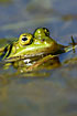 Edible Frog up close