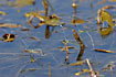 Damselflies in tandem - the male with a firm grib in the egglaying female