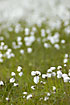 Cottongrass in number