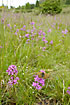 Glanville Fritillary on grassland covered with Sticky Catchfly
