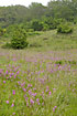 Grassland filled with flowering sticky catchflies