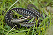 Common Viper in the grass