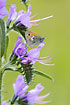 Small Heath resting on Vipers-bugloss

