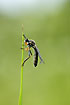 Robber fly (Asilidae indet) resting on grass leaf