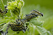 A colony of caterpillars eating nettle