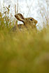 Rabbit hiding in the vegetation