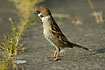 Tree Sparrow with stretched neck