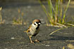 Photo ofEurasian Tree Sparrow (Passer montanus). Photographer: 