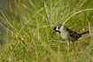 Tree Sparrow finding ants in the grass