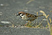 Tree Sparrow catching flying ants