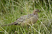 Pheasant female in the grass