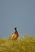 Pheasant male in dunes with an uplit rainblue sky