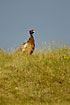 Pheasant male in dunes with an uplit rainblue sky