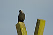 Photo ofEurasian Jackdaw (Corvus monedula). Photographer: 