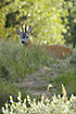 Male Roe Deer relaxing in the grass