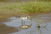 Sanderling in summer plumage with a mirror image
