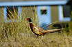 Pheasant male in front of house