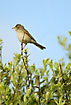 Common Whitethroat in the top of a bush