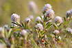 Foto af Hare-Klver (Trifolium arvense). Fotograf: 