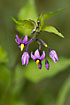 Foto af Bittersd Natskygge (Solanum dulcamara). Fotograf: 