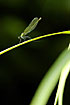 Bandet Demoiselle female resting on leaf