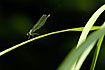 Bandet Demoiselle female resting on leaf