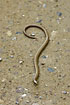 Slow worm crossing the path creating a question mark