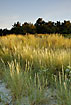 Photo ofEuropean Beachgrass (Ammophila arenaria). Photographer: 