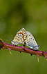 Mating on thorns.. - a bramble twig is bed for butterflies
