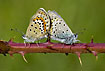 Mating on thorns.. - a bramble twig is bed for butterflies
