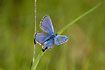 Photo ofIdas Blue (Plebejus idas). Photographer: 