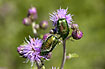 Metallic Green chafers on thistle flowers