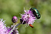 Metallic Green chafer on thistle flowers