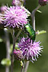 Metallic Green chafer on thistle flowers